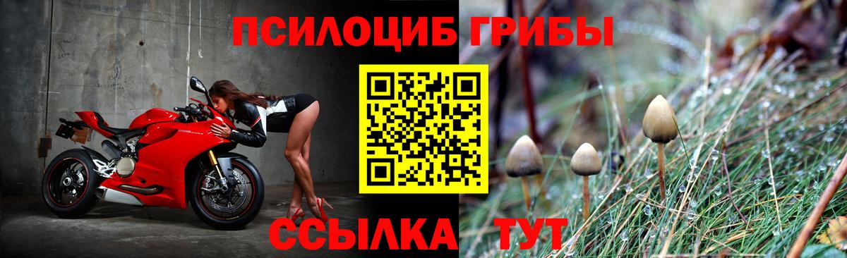 Псилоцибиновые грибы Cubensis Чебаркуль